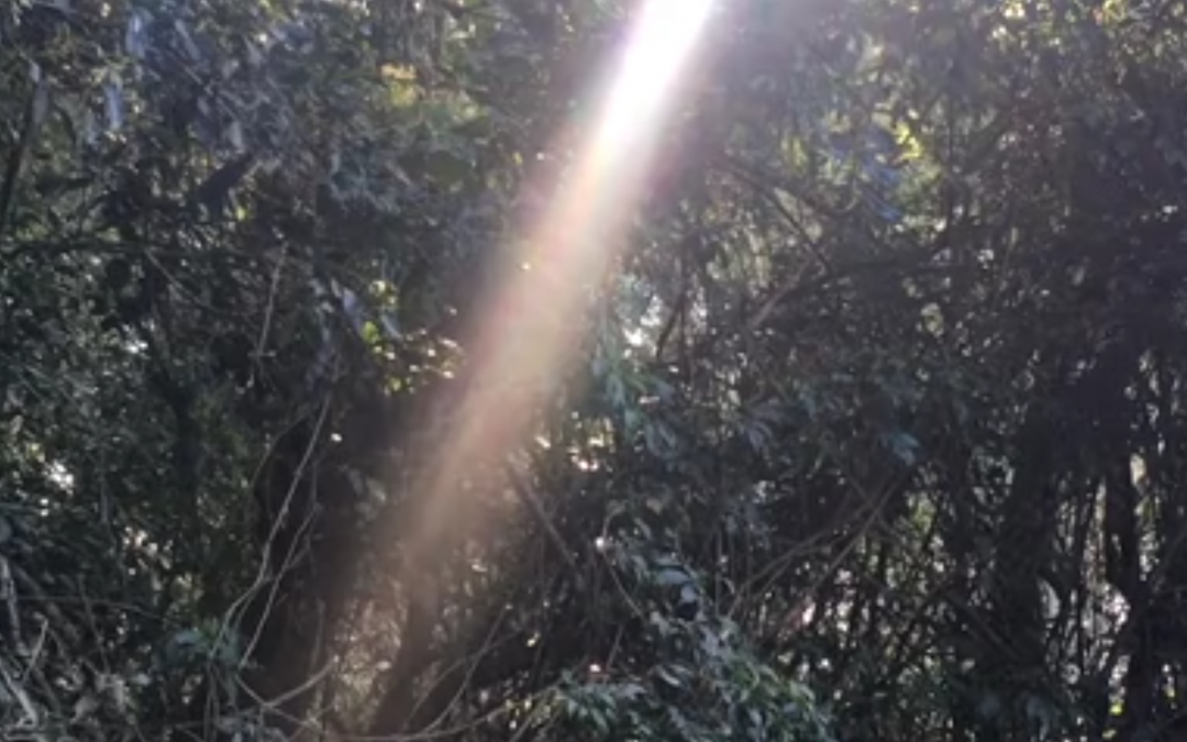É preciso poesia